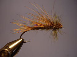 Picture of Valentine Sedge