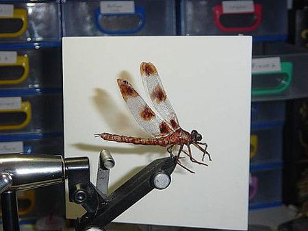 Image de Epicordulia regina femelle