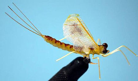Picture of Mayfly (Hexagenia)