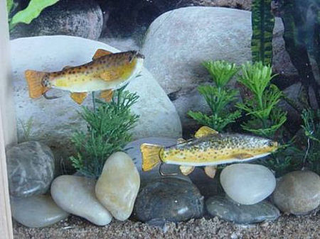Picture of Brown trout