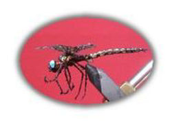 Picture of MM Dragonfly