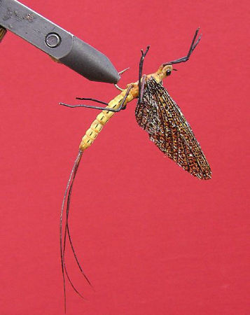 Picture of MM Mayfly