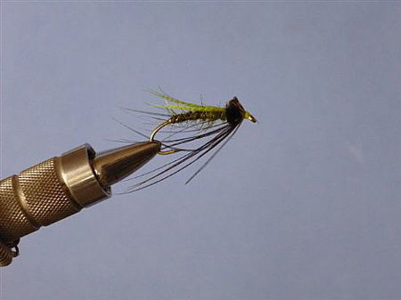 Image de Sedge Pupa