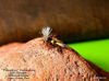 Picture of Pumpkin Coachman