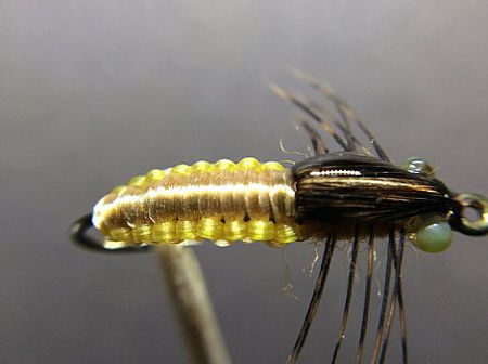Picture of Mayfly nymph 1
