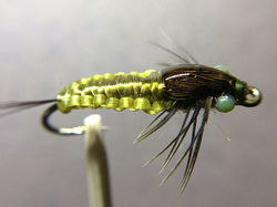 Picture of Mayfly nymph 2